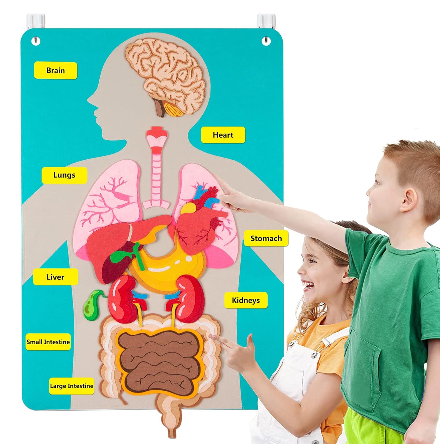 Kids Education Story - İnsan Vücudu Parçaları Keçe Tahta Hikayeleri